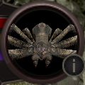 Headshot--Arthropod-Venom Spider.PNG