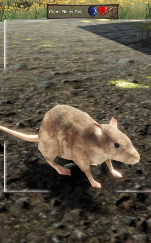 Giant Plains Rat.jpg