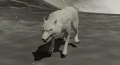 Werewolf (winter form).jpg