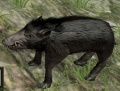 Wild Pig.jpg