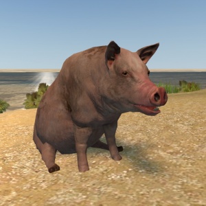 Pigform.JPG