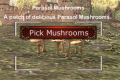 Parasol mushrooms.png