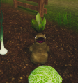 Radish