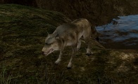 A player using Werewolf form.