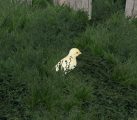 Spring Chick