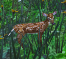 Newborn Fawn