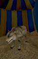 Thumbnail for version as of 21:45, 15 February 2017