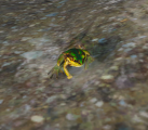 Pond Frog