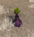 Winter Beet