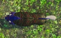 Thumbnail for version as of 06:52, 8 October 2021